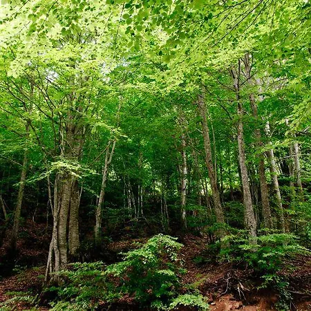 Forest Anilio Pelion