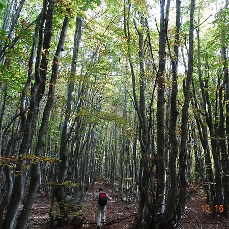 Forest Holiday home